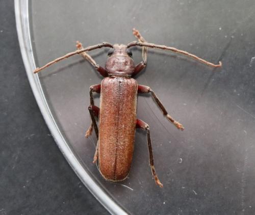Réf. 261 477 : Arhopalus rusticus
